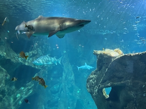 L'ozone pour les aquariums